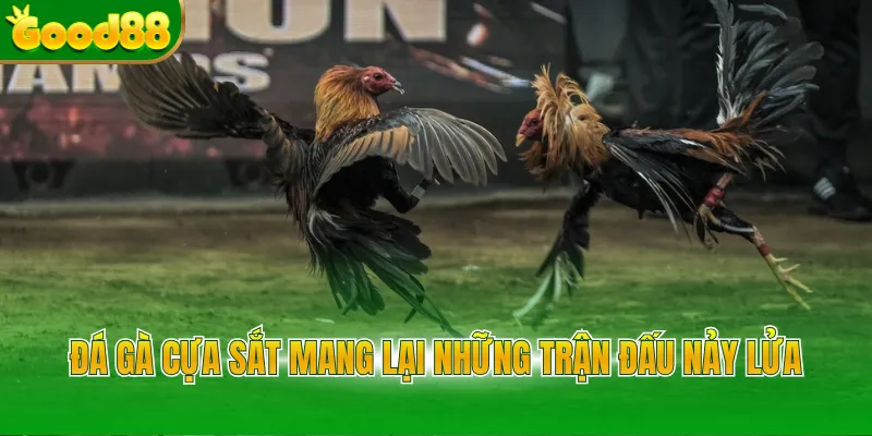 Đá gà cựa sắt mang lại những trận đấu nảy lửa